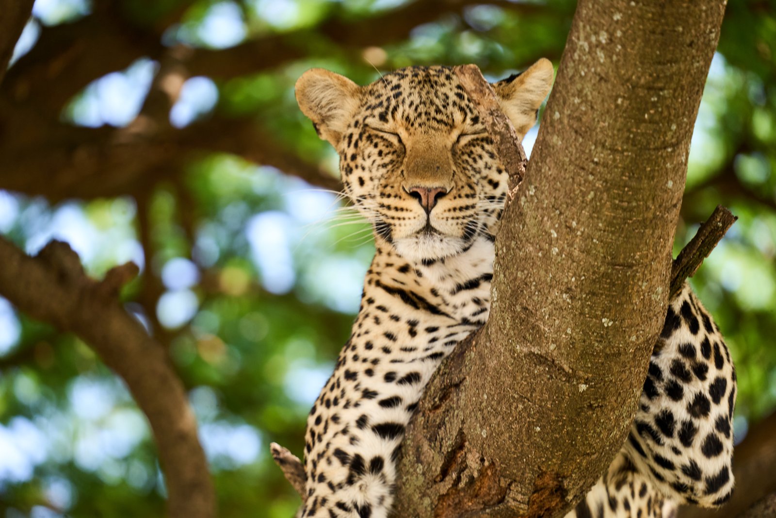 Safari & Zanzibar Escape