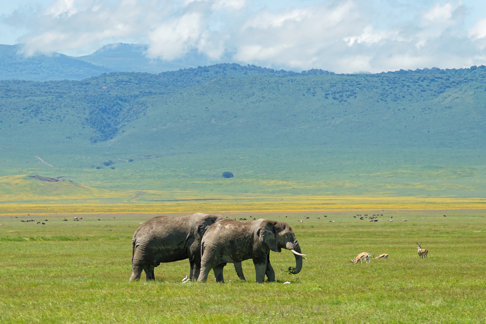 Wildlife in Ngorongoro
