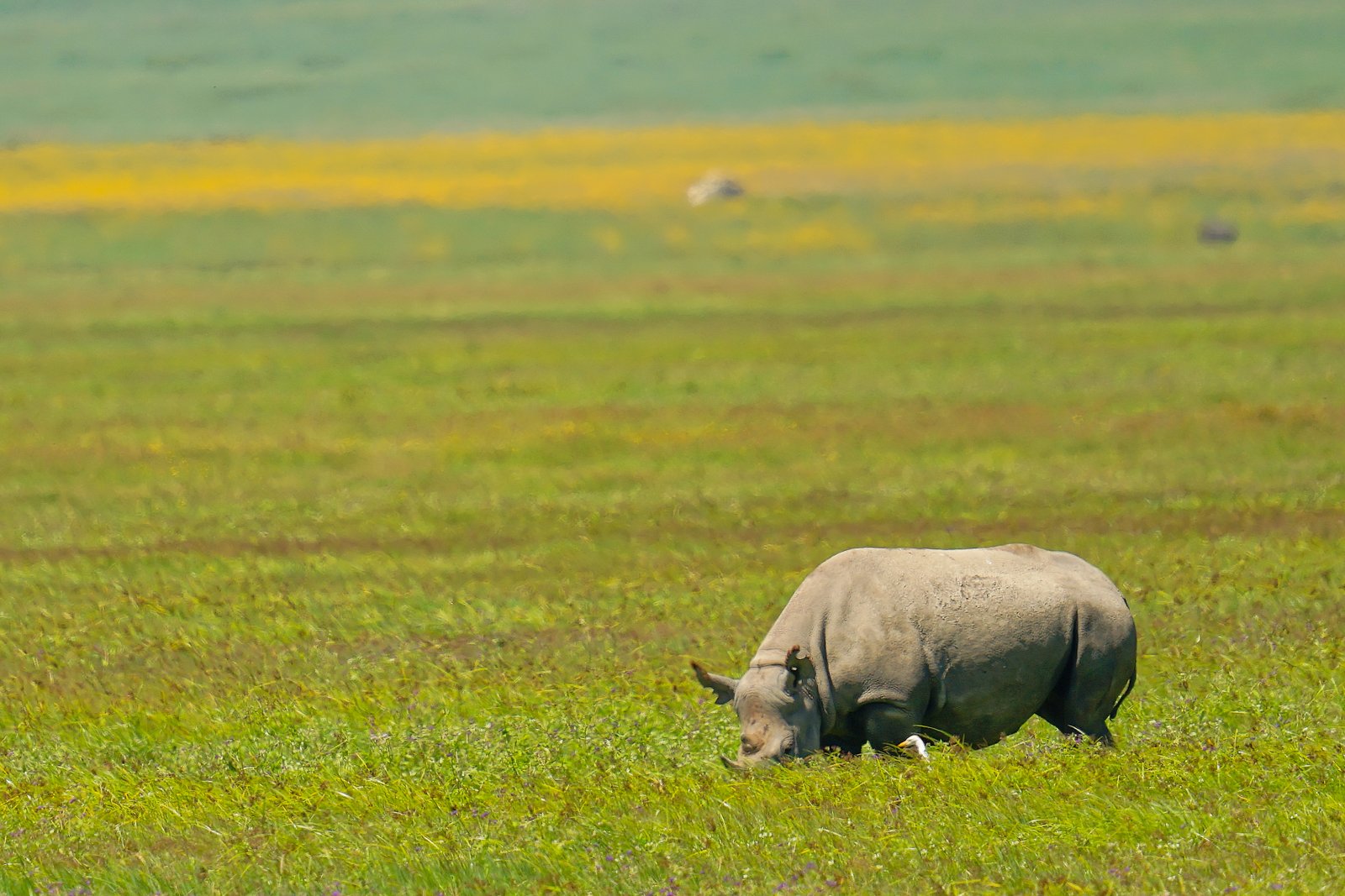 Ngorongoro Crater Landscape