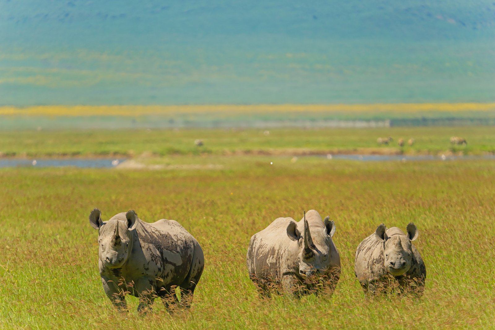 Ngorongoro Crater