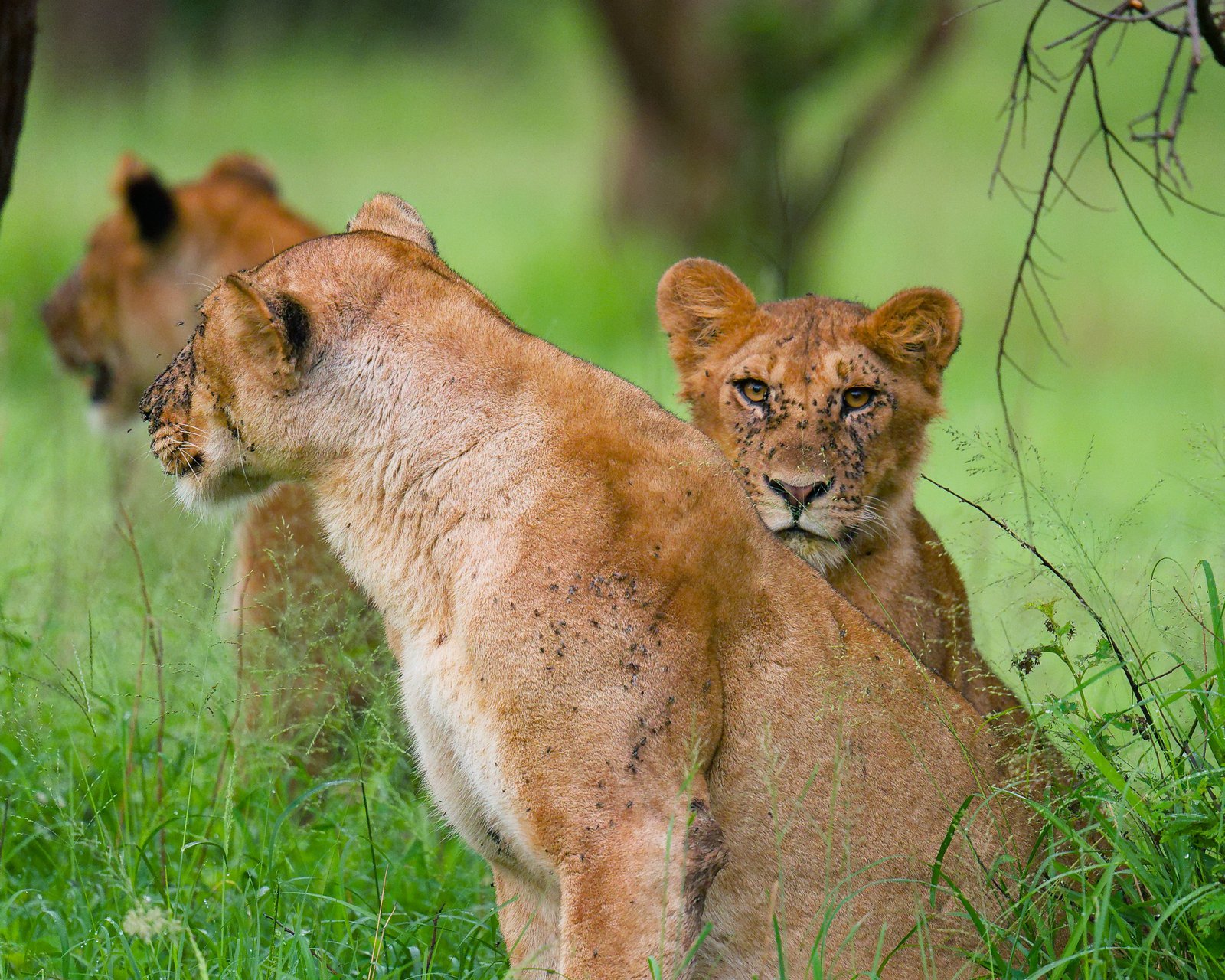 Serengeti Landscape