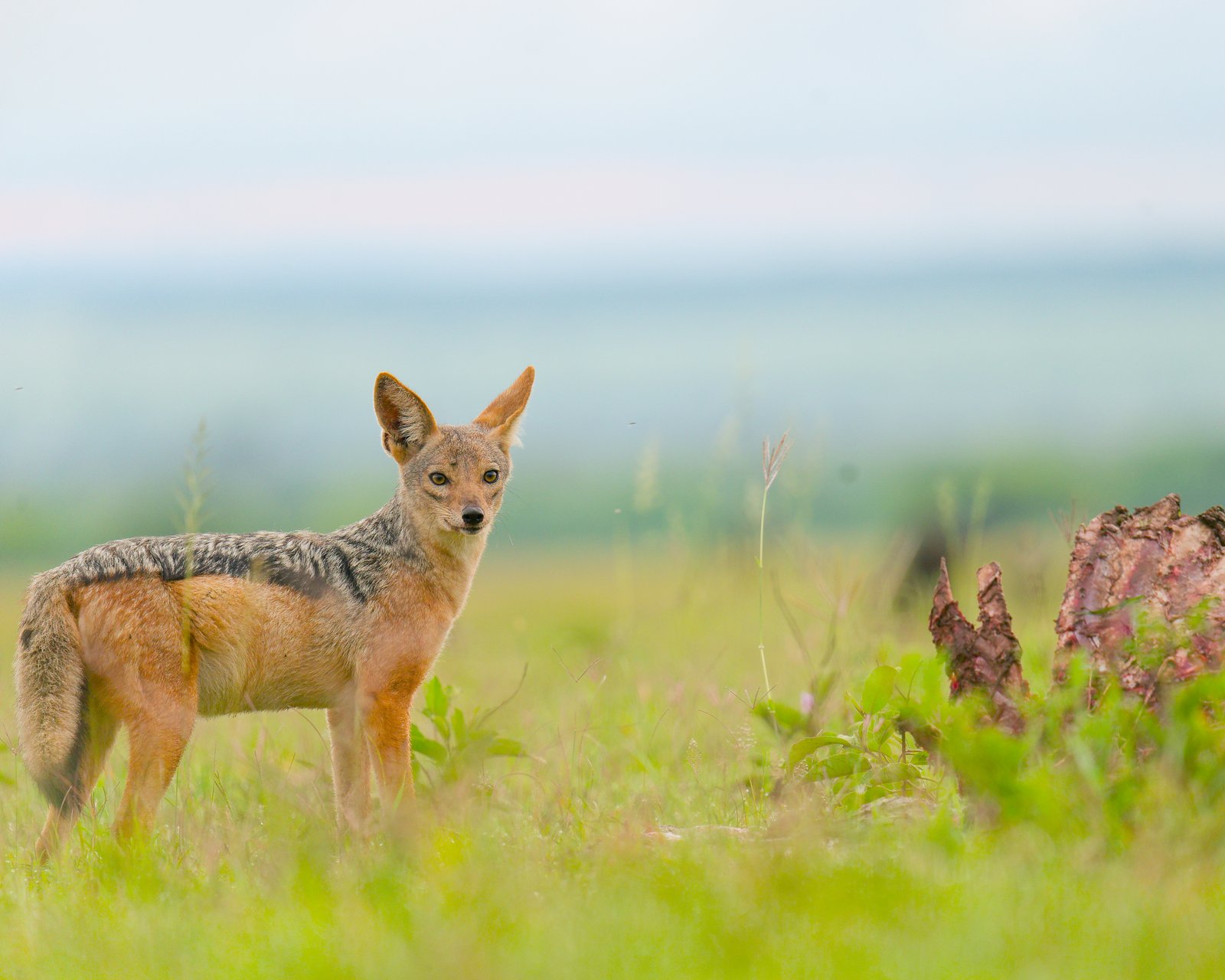 Wildlife photography in Tanzania