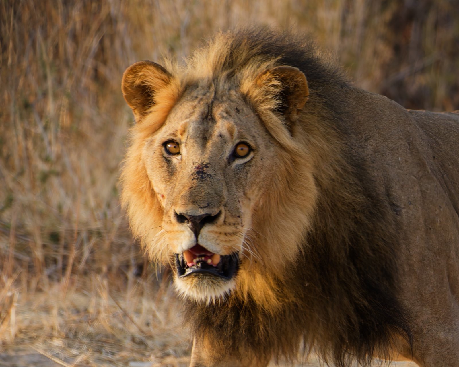 African safari landscape
