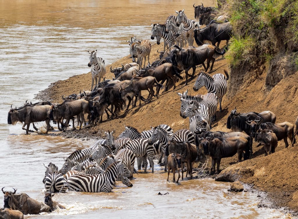 Premium Serengeti Experience